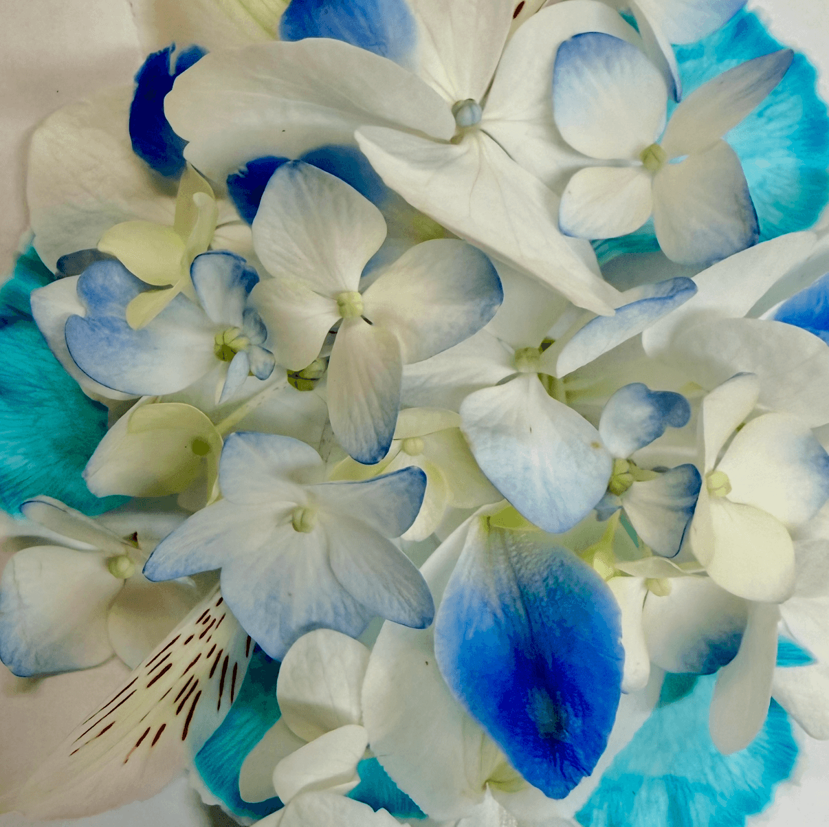 Blue & White