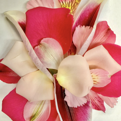 Shades of Pink