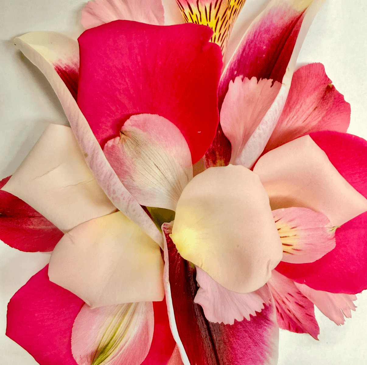 Shades of Pink